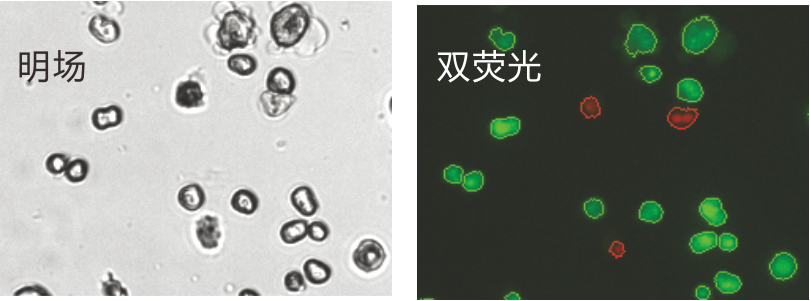 K2-Hepatocyte pic.png